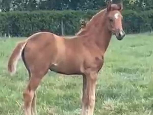 Dressage filly for sale - Main image