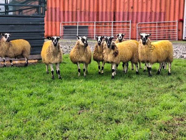 MULE EWE LAMBS - Main image