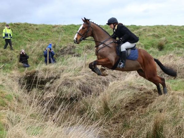 Allrounder gelding - Main image