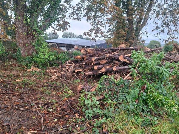 Firewood - Main image