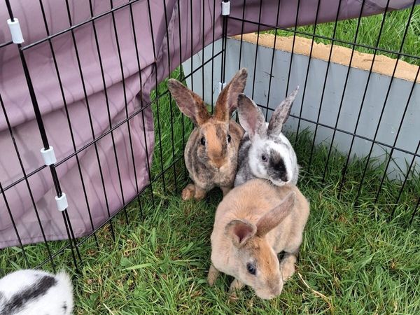 Rabbits - Main image