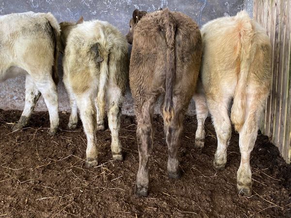 4 Super Charolais Heifer Weanlings - Main image