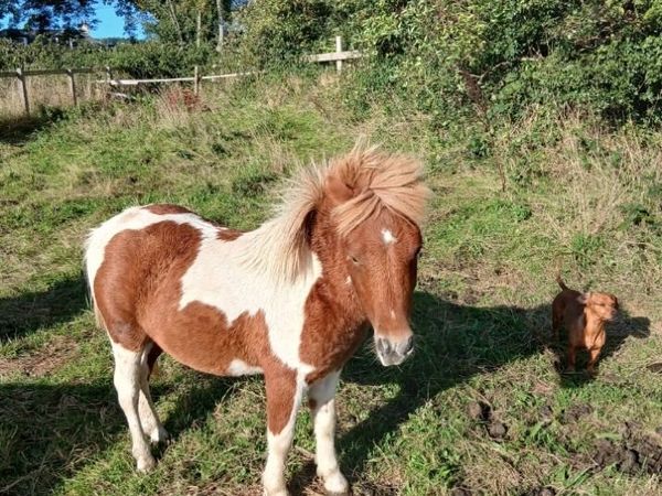 Falabela x Shetland pony - Main image