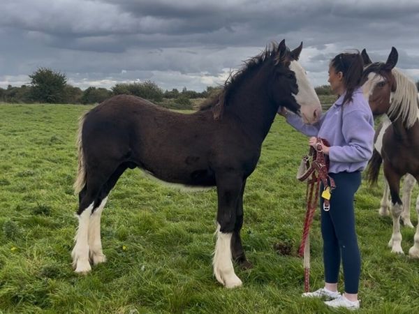 Clydesdale X Cob Colt Foal - Main image