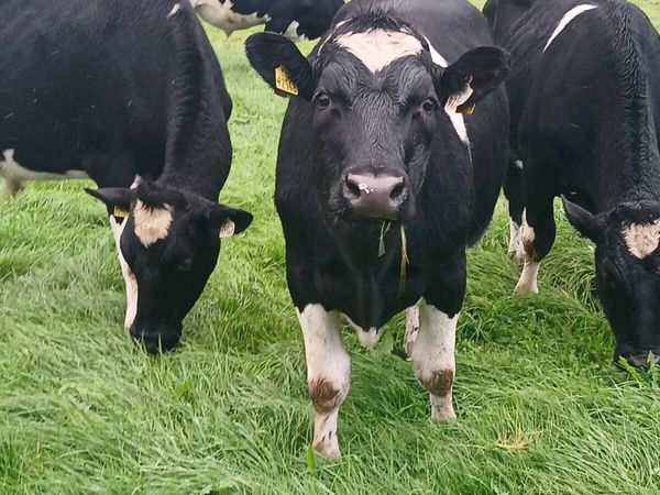 British friesian store bullocks - Main image