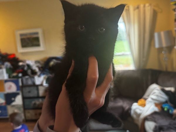 Black kittens - Main image