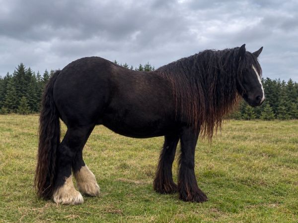 Heavy Cob mare 15.2 hh - Main image