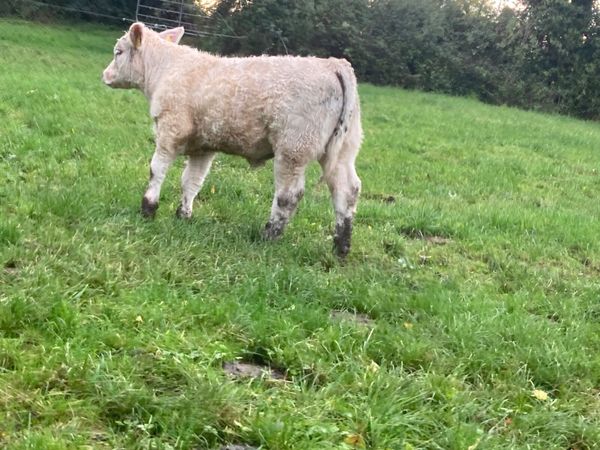 Pedigree calf - Main image