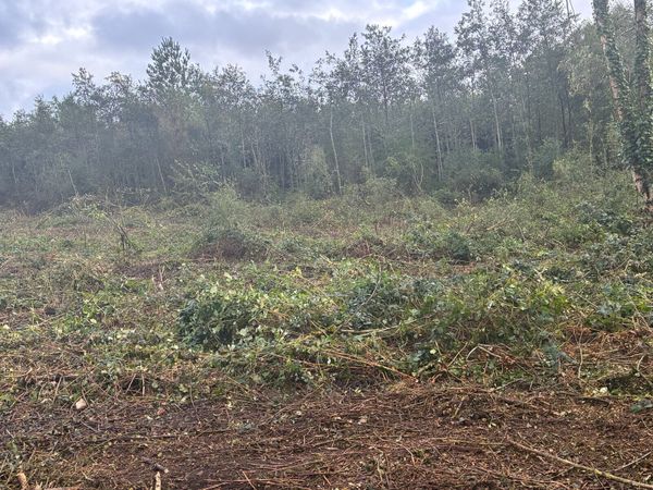 Mulching and tree shearing - Main image