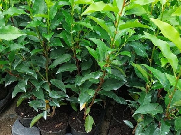 Portuguese Laurel - Main image