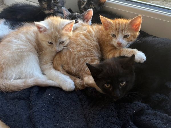 Kitten - Main image