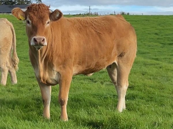 Limousine Incalf Heifer - Main image