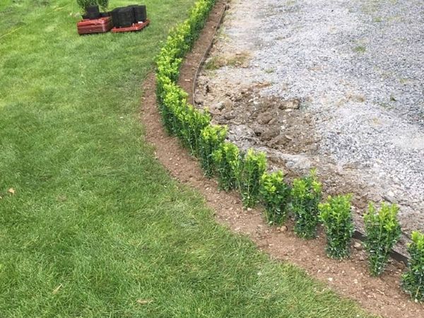 Box Hedging - Main image