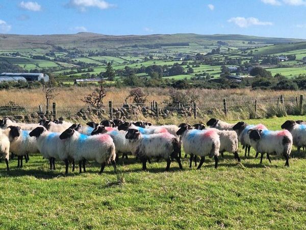 Mayo hoggets - Main image