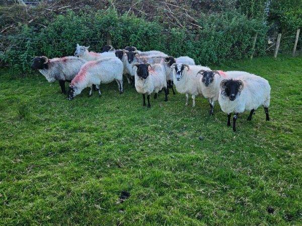 Ewes - Main image