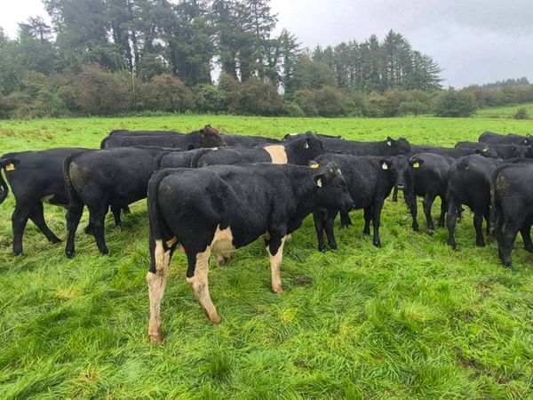 Weanling Bulls and Heifers - Main image