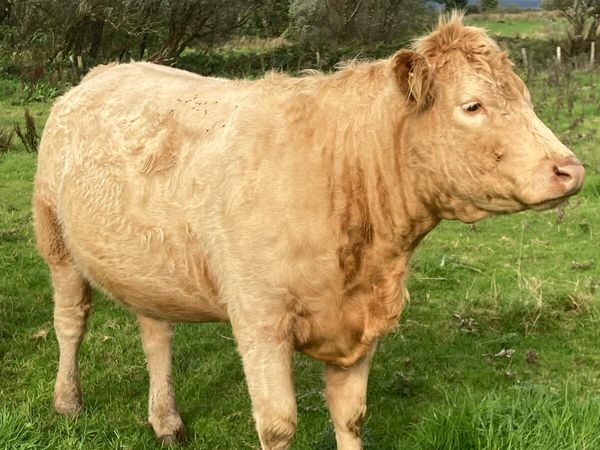In Calf Heifers - Main image
