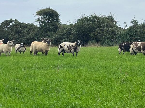 Pedigree registered Dutch spotted ram & ewe lambs - Main image
