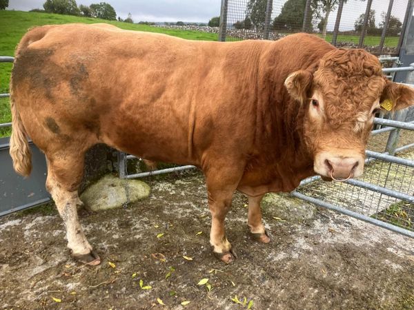 LM Ped Bulls for sale x 2 - Main image
