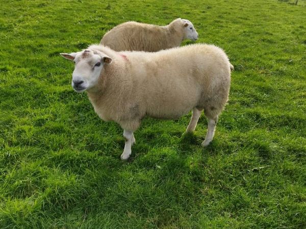 Breeding rams - Main image
