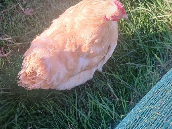 Hens and Rooster - Main image