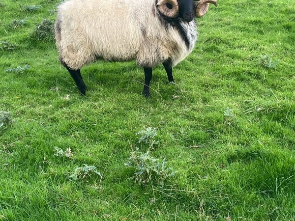 Blackface rams - Main image