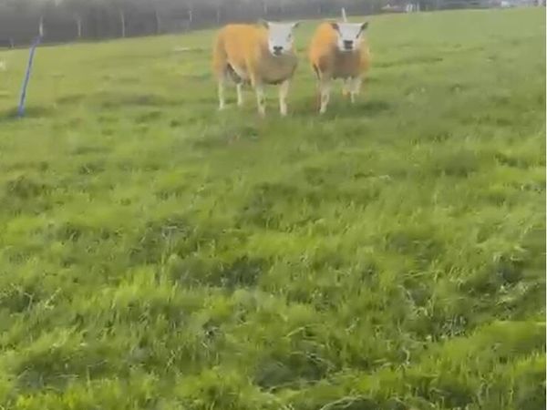 Texel rams - Main image