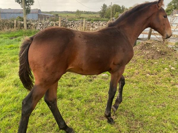 Z Seven Ascot colt foal - Main image