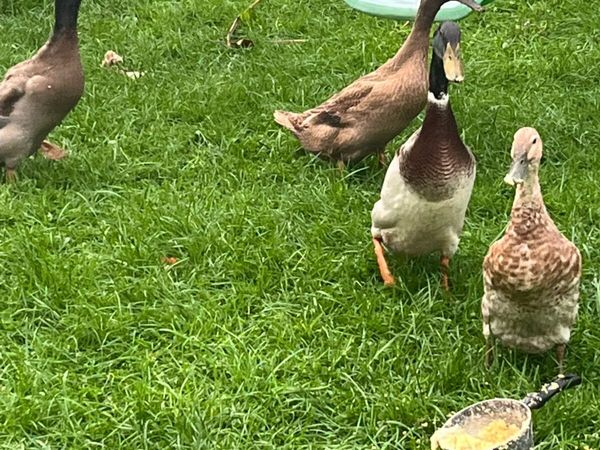 Duck - runners - Main image