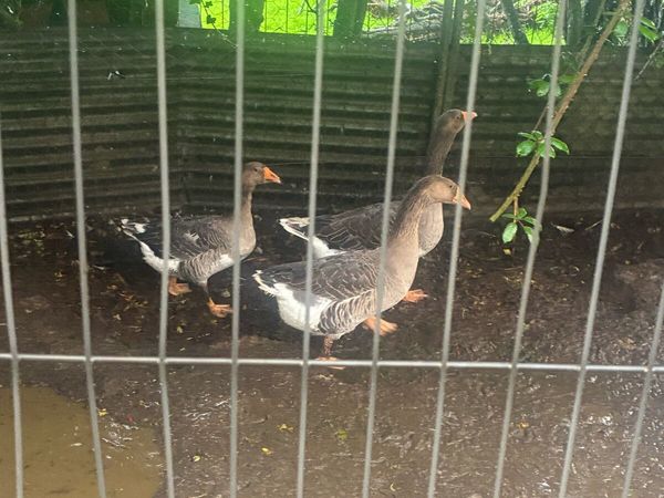 3 geese and a gander for sale - Main image