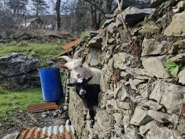 Pygmy goat - Main image