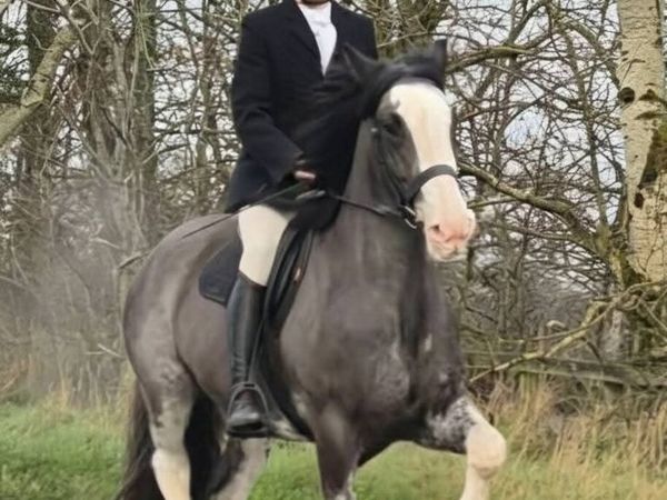 Horse - Main image