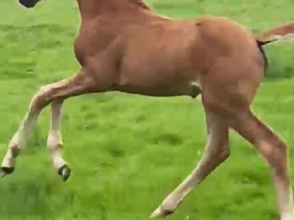 Dressage filly for sale - Main image