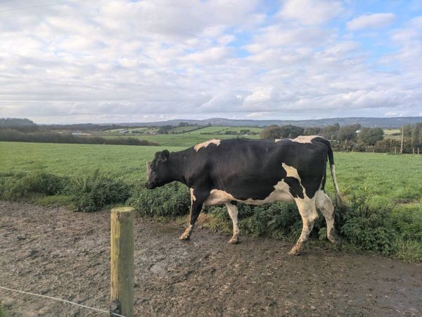 Fresian heifers - Main image