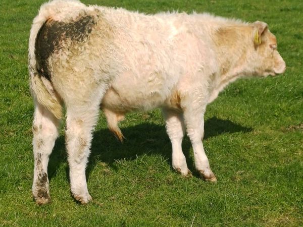 Pbr char bull weanling - Main image