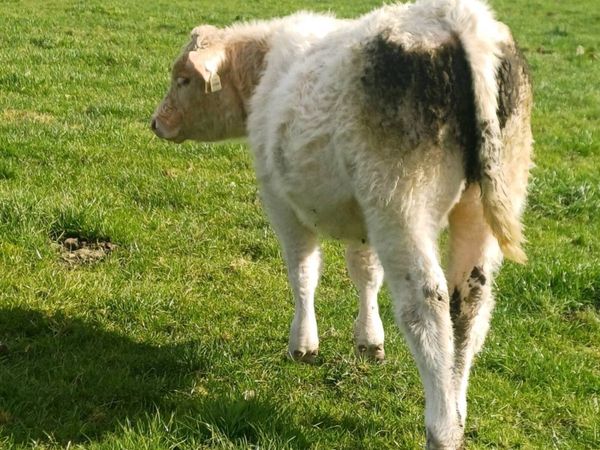 Pbr char bull weanling - Main image