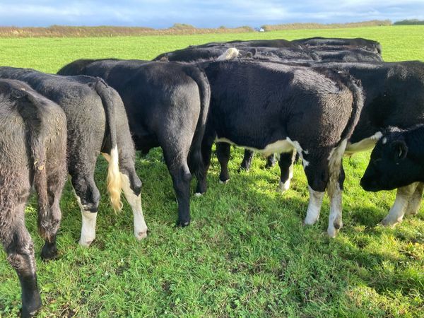 AAX BULLOCKS and HEX BULLOCKS - Main image