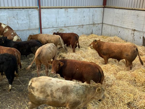 Beef bred bulls - Main image