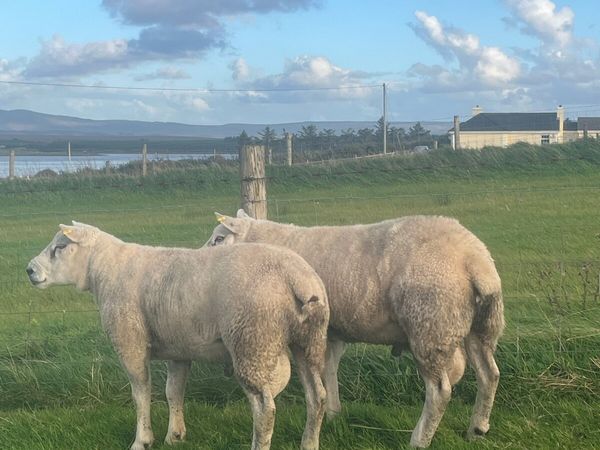 ⭐️2 super quality Texel hogget rams⭐️ - Main image