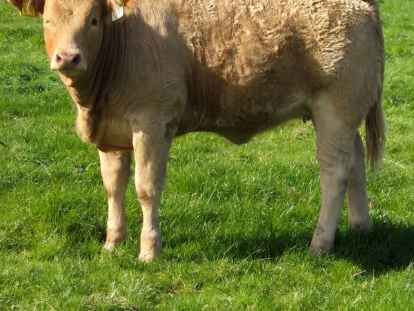 2 Breeding Heifers - Main image