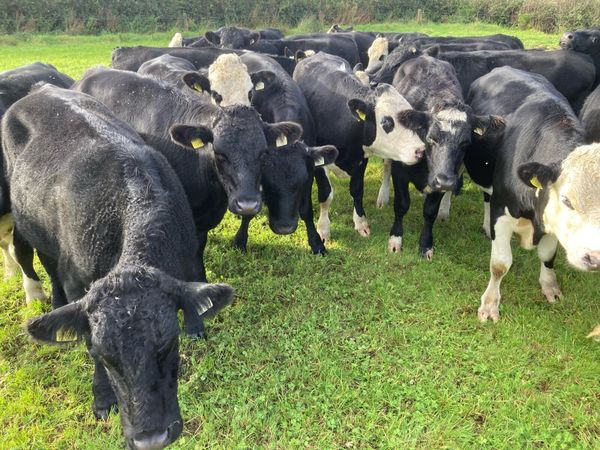 HEX Bullocks and AAX Bullocks for sale - Main image