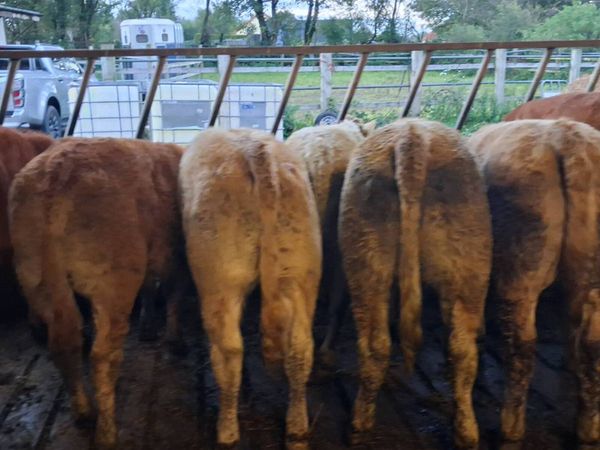 Charolais heifer weanlings - Main image