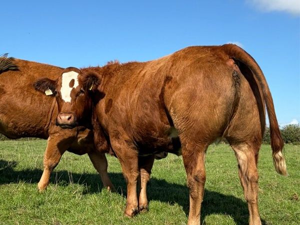 Incalf heifers - Main image