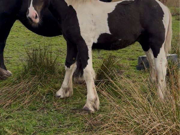 Colt foal - Main image