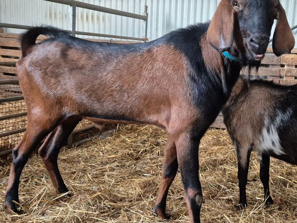 Pbnr nubian puck  & pygmy goats/milkers - Main image