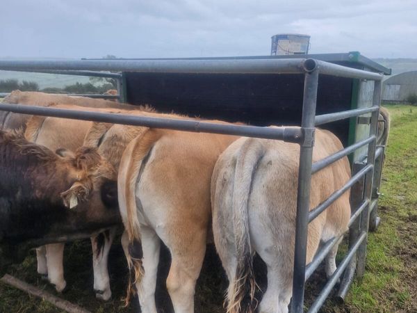 Aubrac weanling heifer’s - Main image