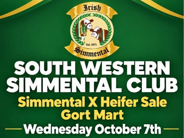 Annual Simmental X Heifer Sale Gort - Main image