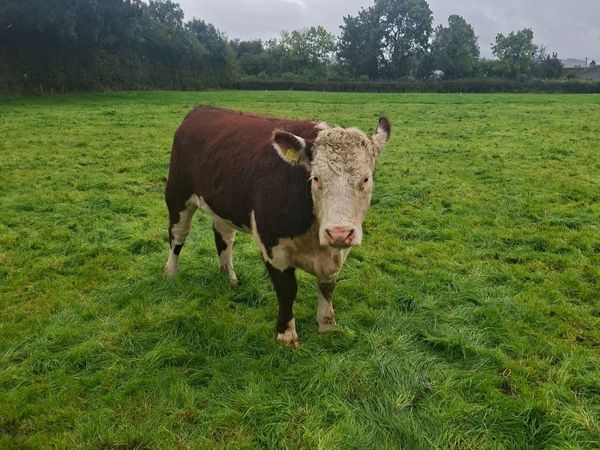 Pedigree Hereford Heifer - Main image