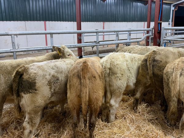 Charolais heifers - Main image