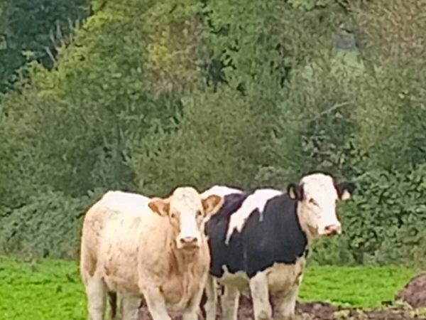 Organic Simmental Breeding heifers Genotyped 🌟 - Main image